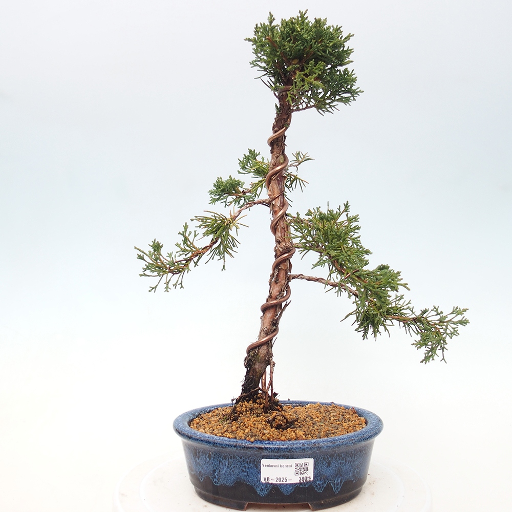 Kültéri bonsai - Juniperus chinensis Kishu