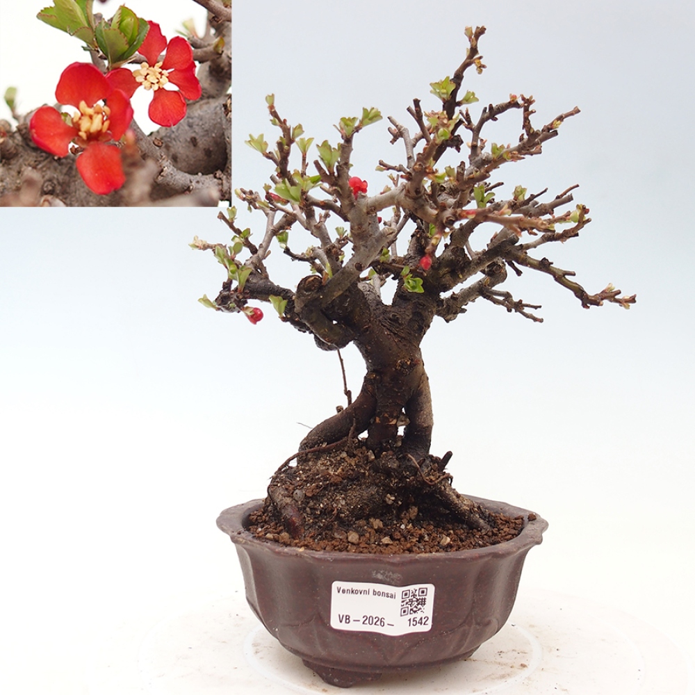 Kültéri bonsai - Chaneomeles speciosa - birs