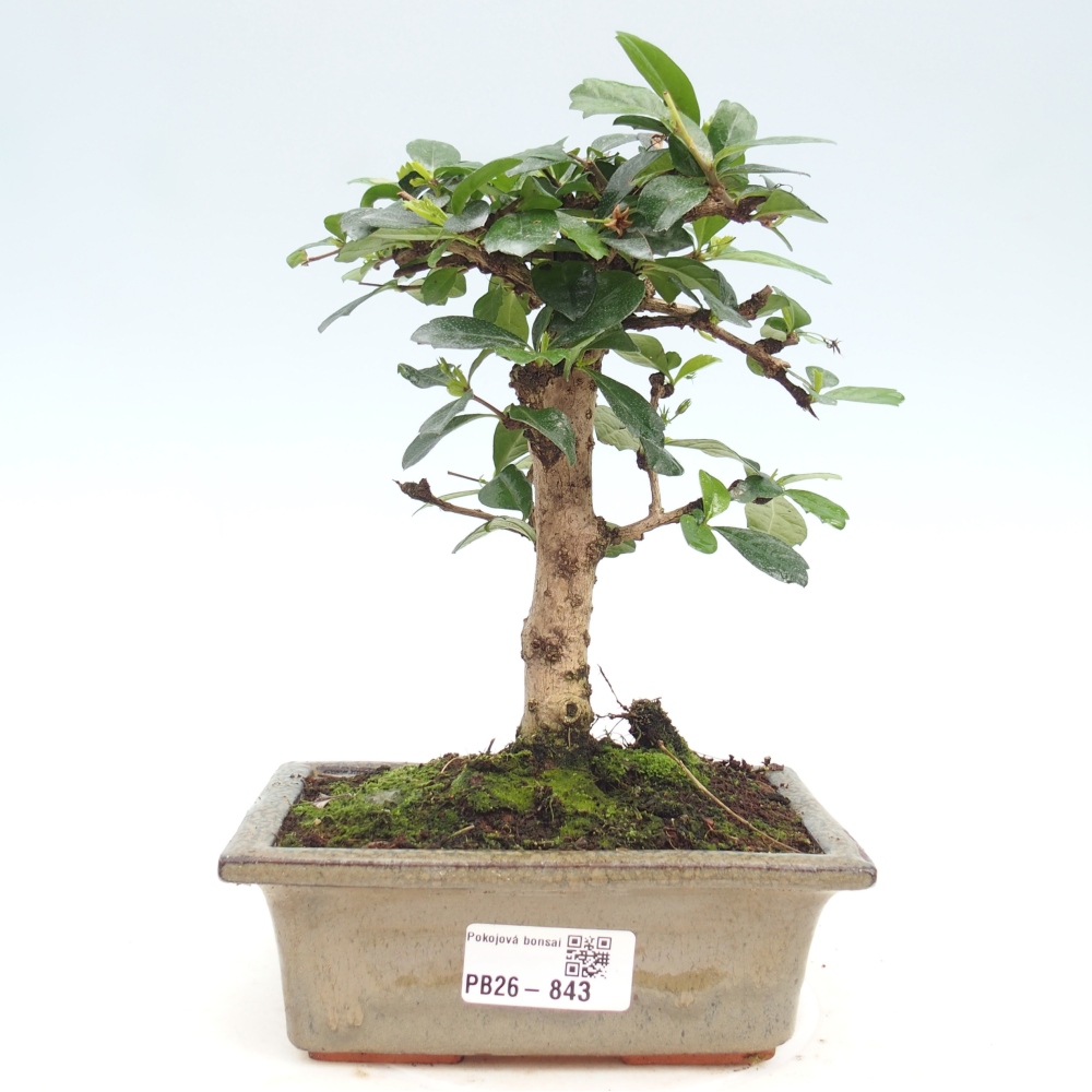 Szobai bonsai - Carmona macrophylla - Tea fuki