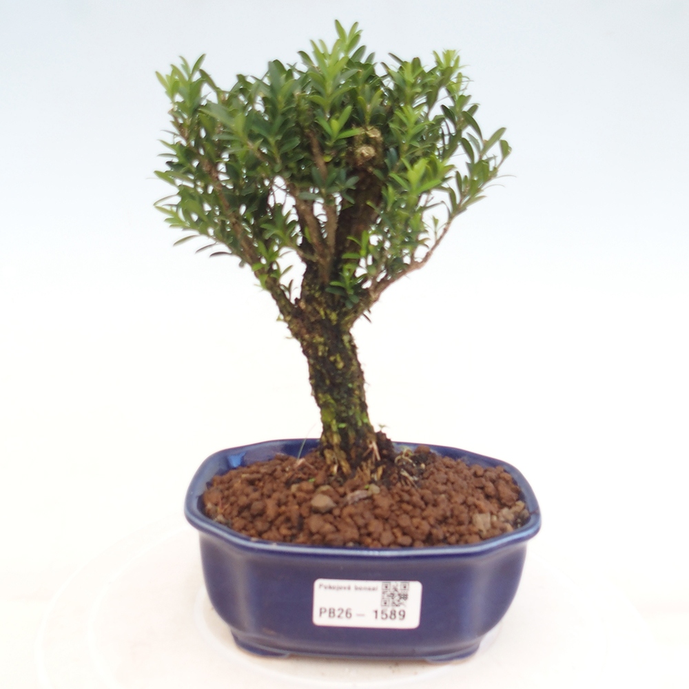 Szobai bonsai - Buxus harlandii - parafa buxus