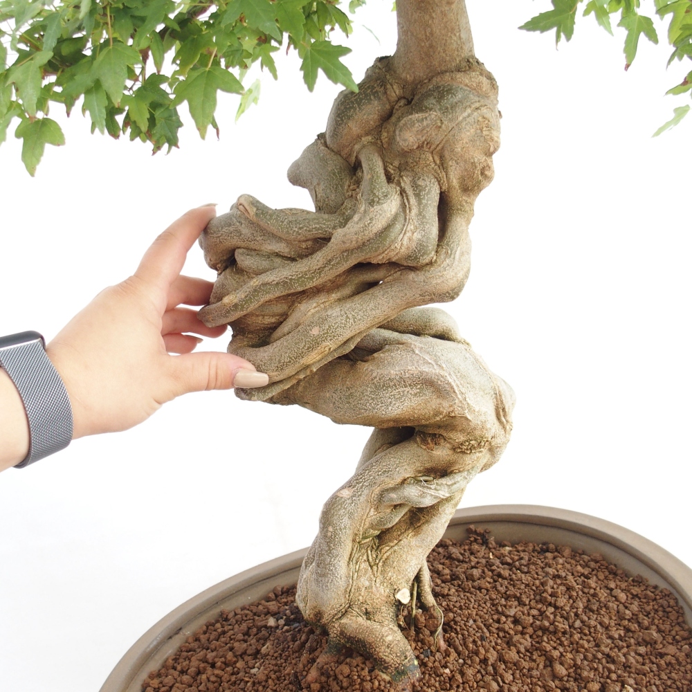 Kültéri bonsai - Acer Buergerianum - Burger juhar