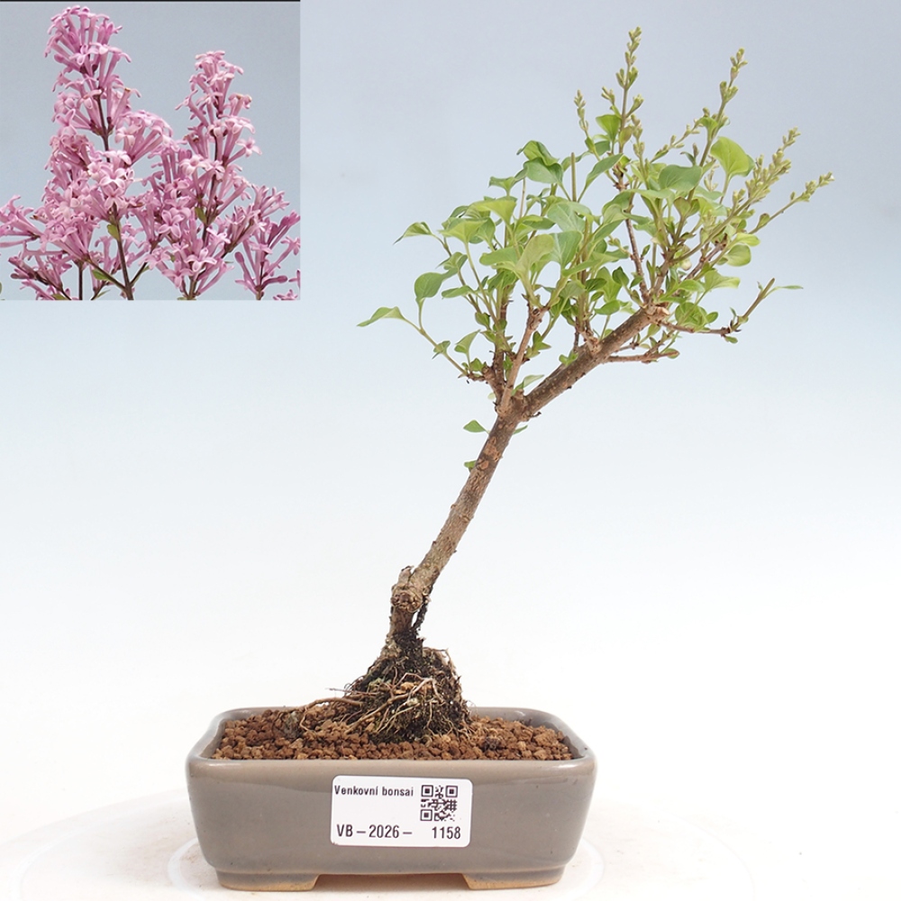 Kültéri bonsai - Syringa Meyeri Palibin - Meyer's Lilac