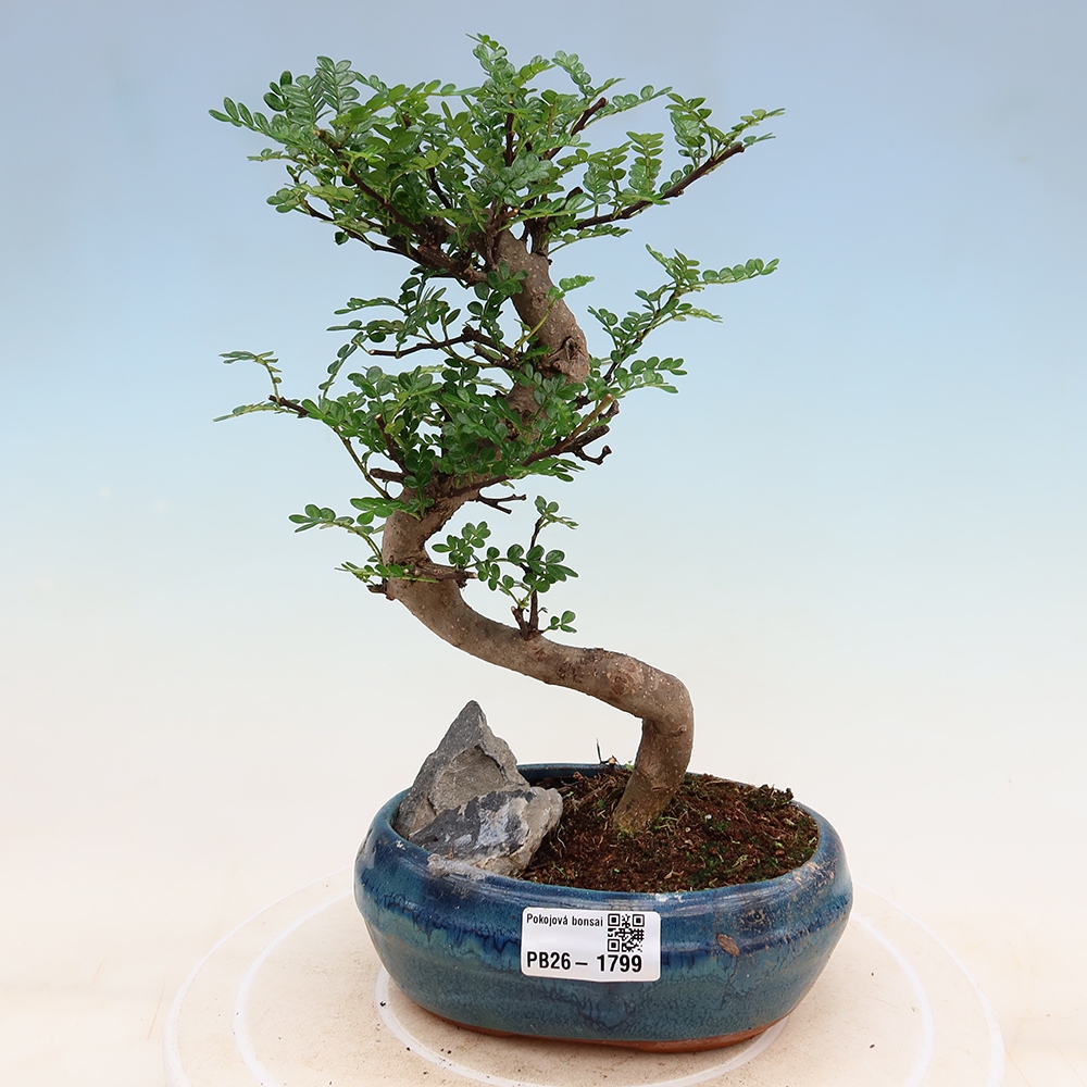Szobai bonsai - Zantoxylum piperitum - borsfa