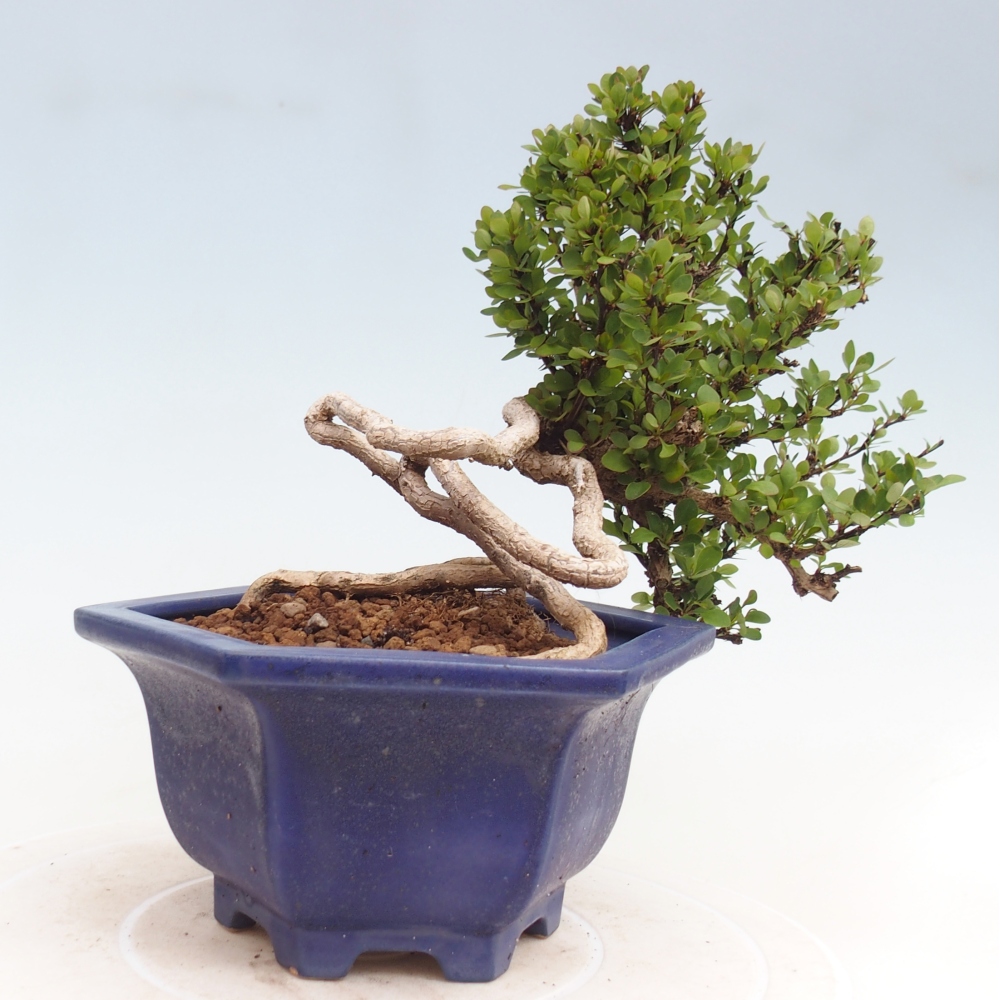 Kültéri bonsai - Berberis coreana