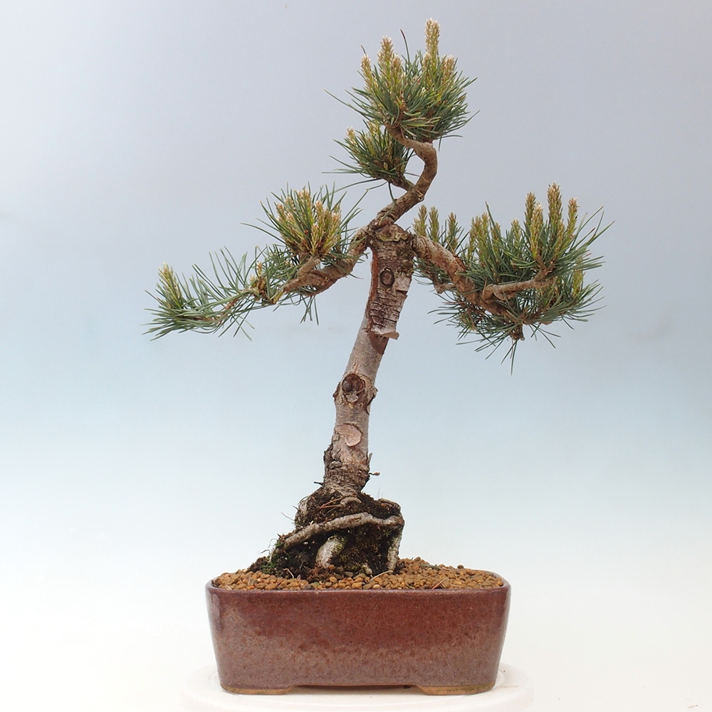 Kültéri bonsai - Pinus Sylvestris Watererri - erdeifenyő