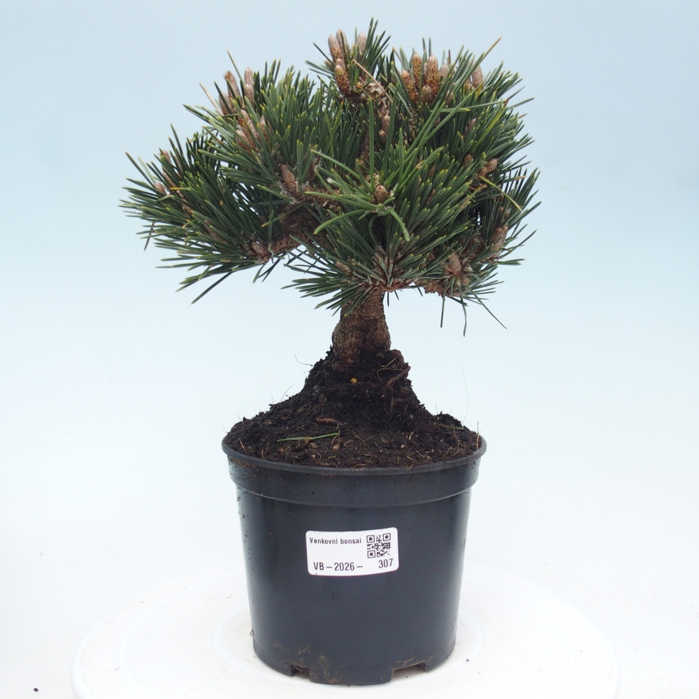 Kültéri bonsai - Pinus thunbergii senjyumaru - Thunberg fenyő