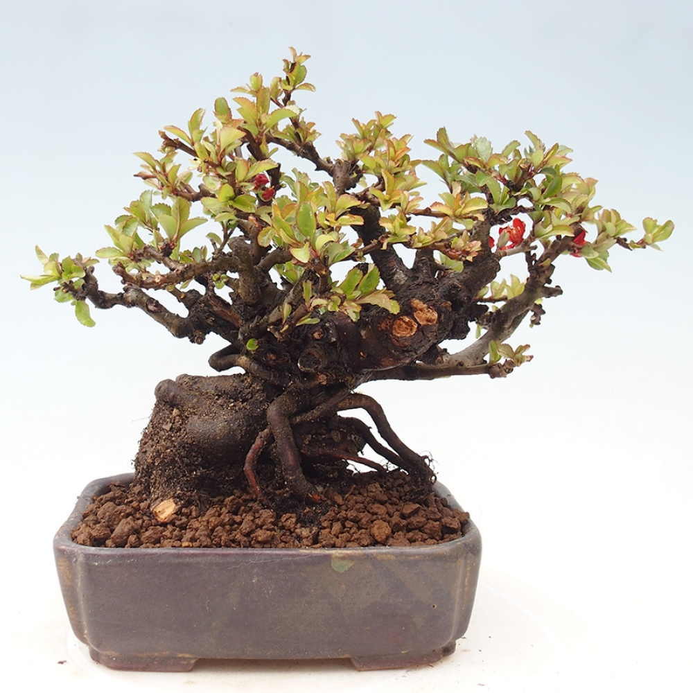 Kültéri bonsai - Chaneomeles speciosa - birs