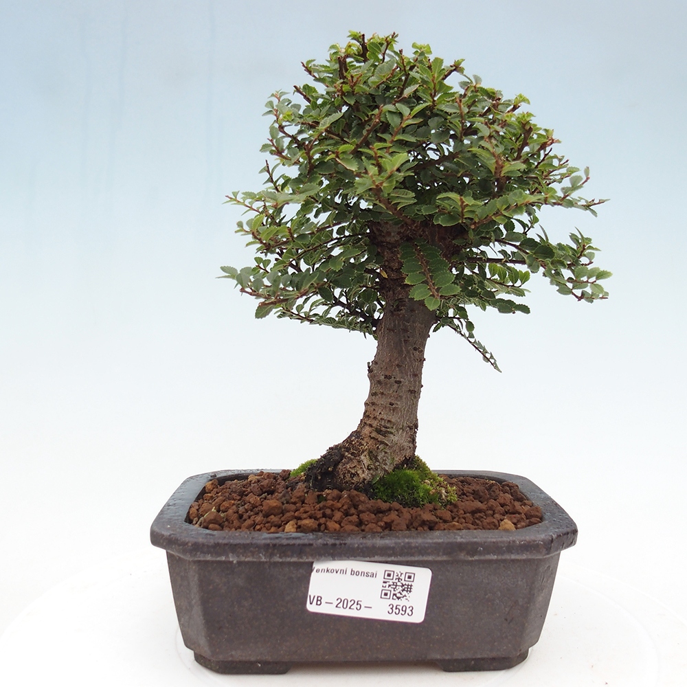 Kültéri bonsai - Ulmus parvifolia Hokkaido - Kínai szil - Ulmus parvifolia Hokkaido
