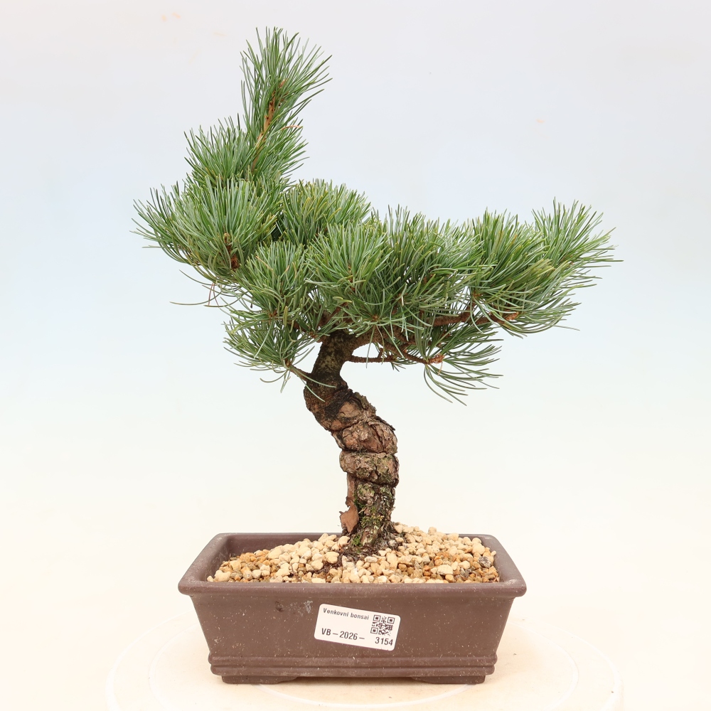 Kültéri bonsai - Pinus parviflora - Pinus parviflora