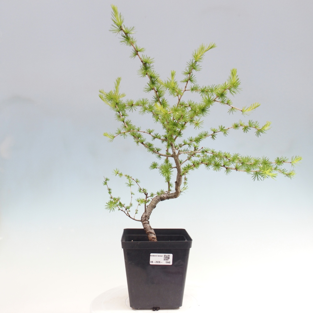 Kültéri bonsai - Larix decidua - vörösfenyő