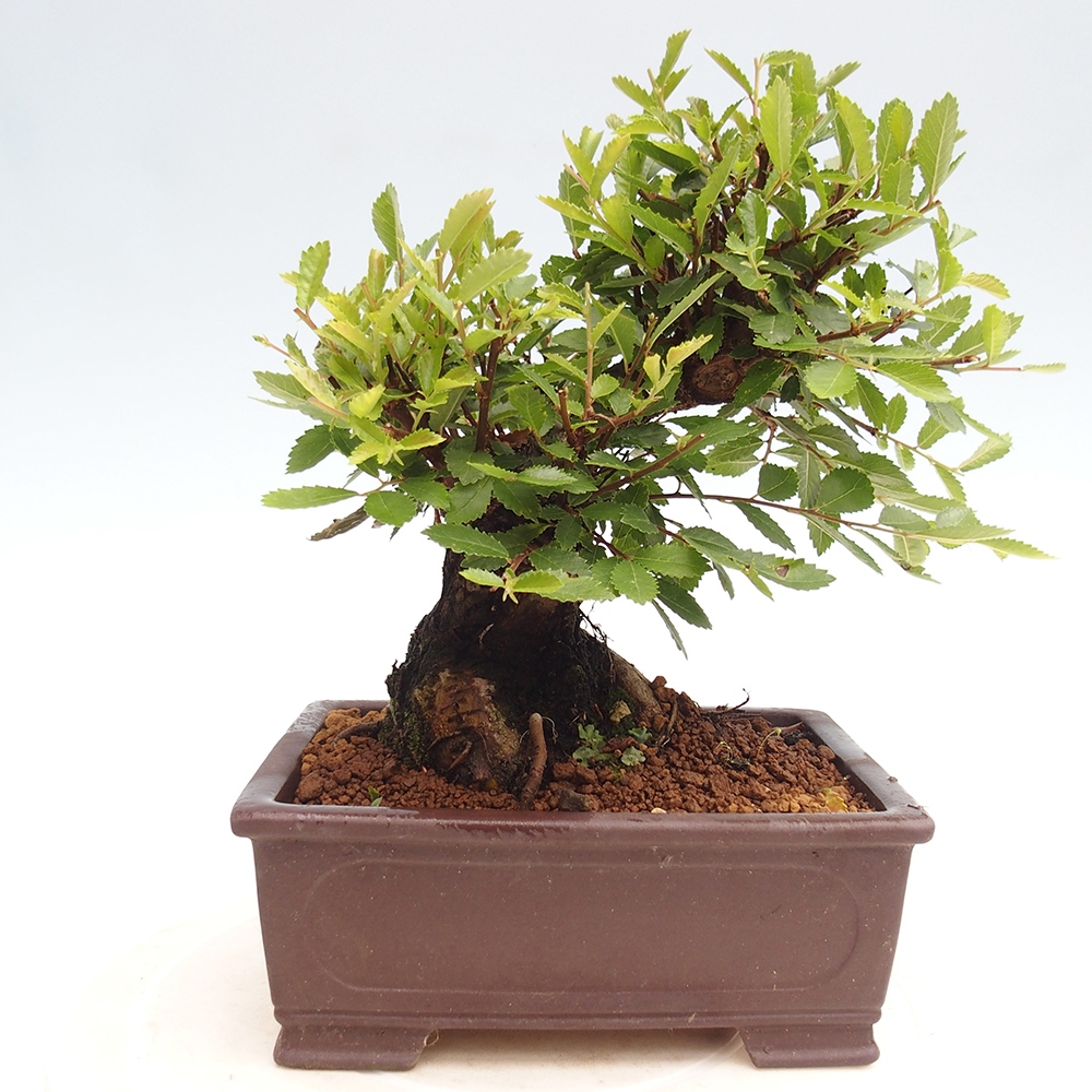 Kültéri bonsai - Zelkova - Zelkova NIRE