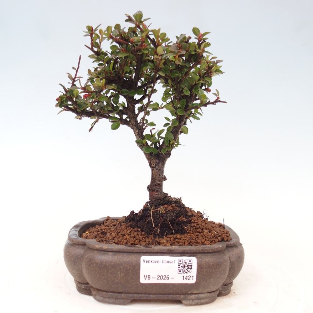 Kültéri bonsai - Cotoneaster horizontalis - Rocky Mountain