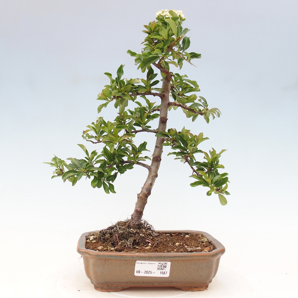 Kültéri bonsai-Pyracantha Teton - Hlox