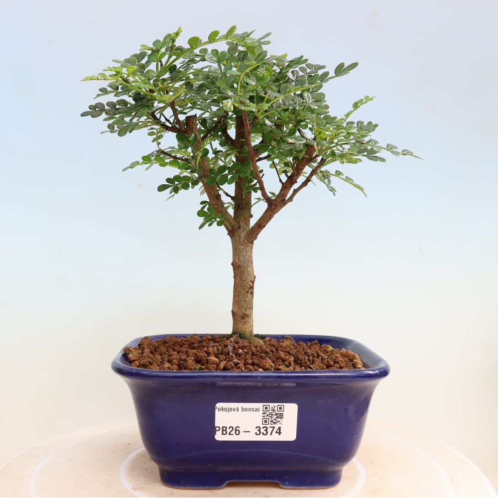 Szobai bonsai - Zantoxylum piperitum - borsfa