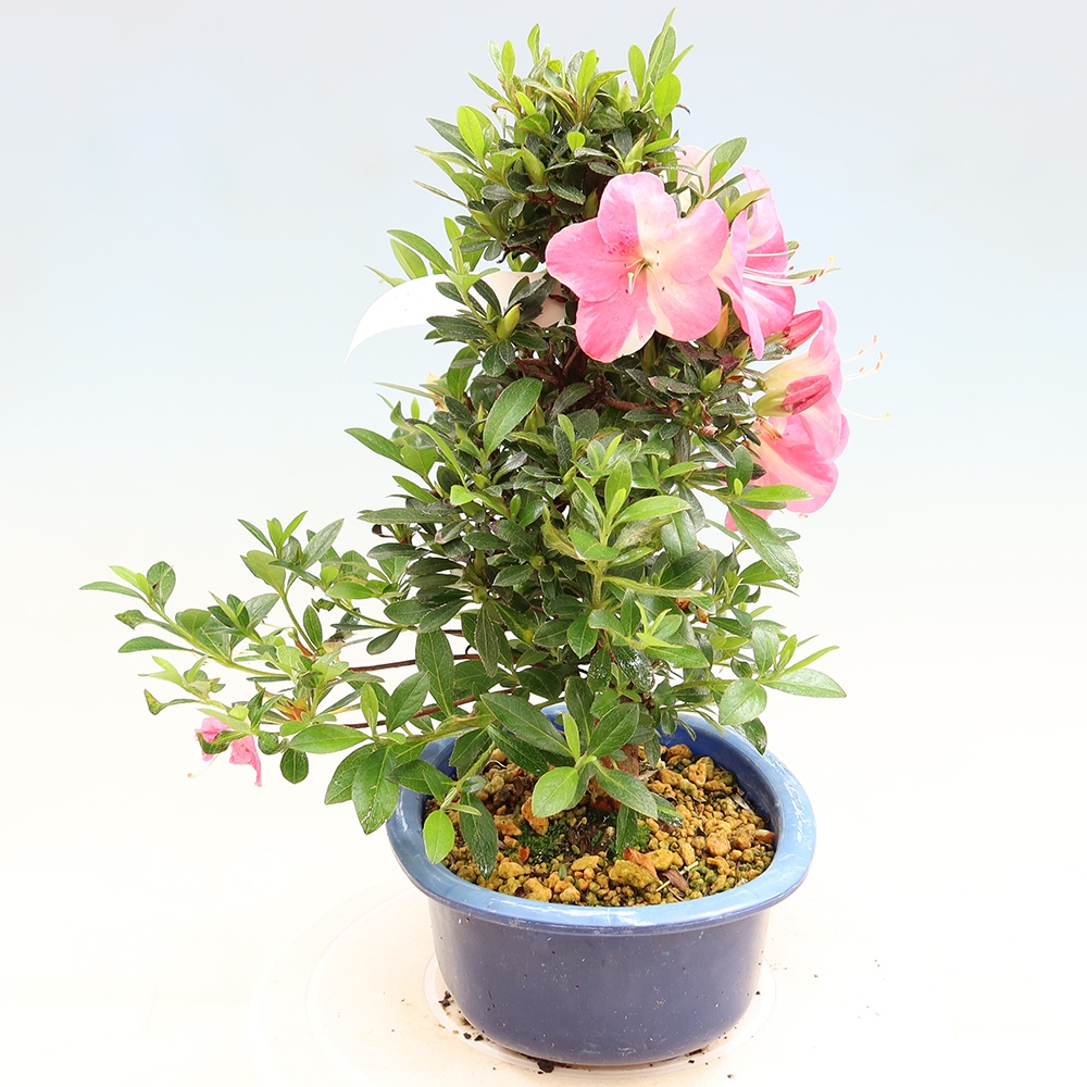Kültéri bonsai - Japán azálea - Azalea Santoka