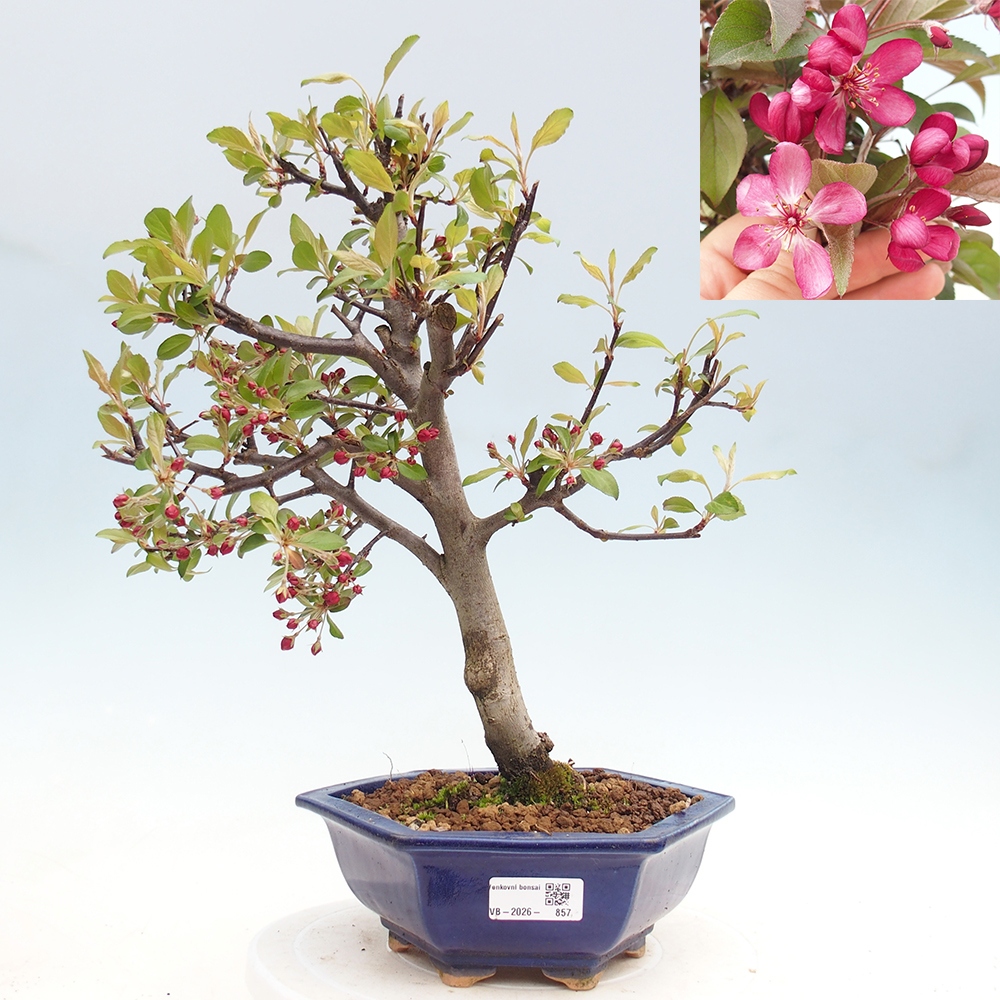 Kültéri bonsai -Malus domestica - Kis gyümölcsű piros levelű almafa