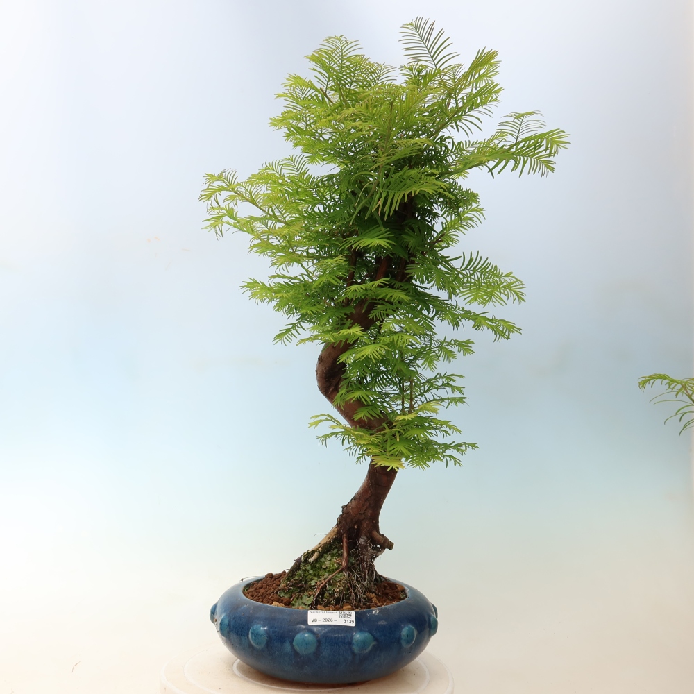 Kültéri bonsai - Metasequoia glyptostroboides - Kínai metasequoia