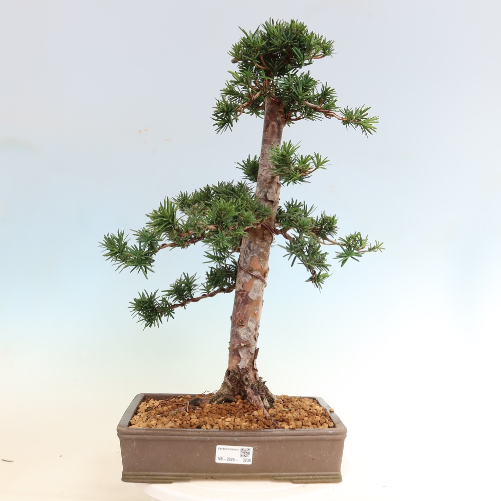 Kültéri bonsai - Taxus cuspidata - japán tiszafa