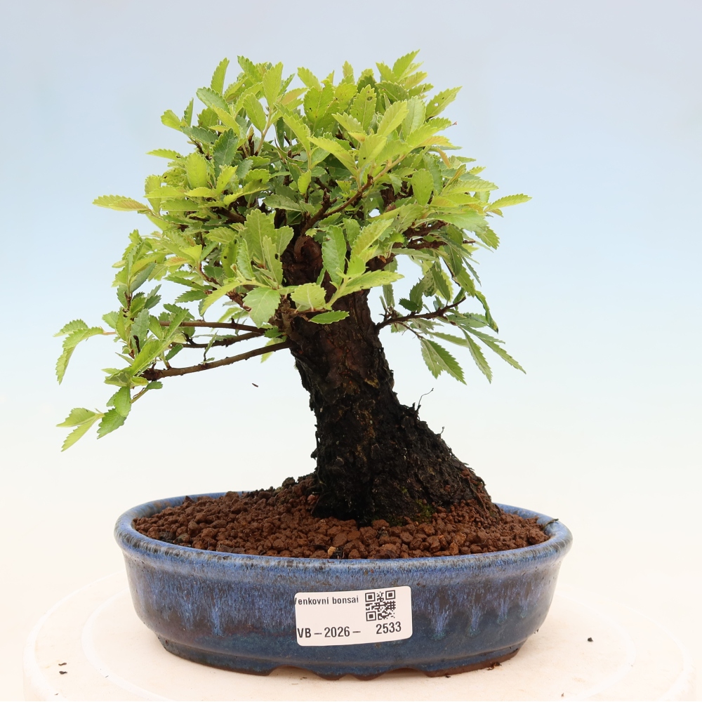 Kültéri bonsai - Zelkova - Zelkova NIRE