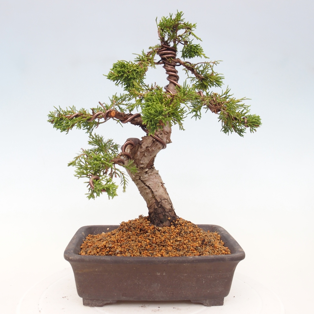 Kültéri bonsai - Juniperus chinensis Itoigawa