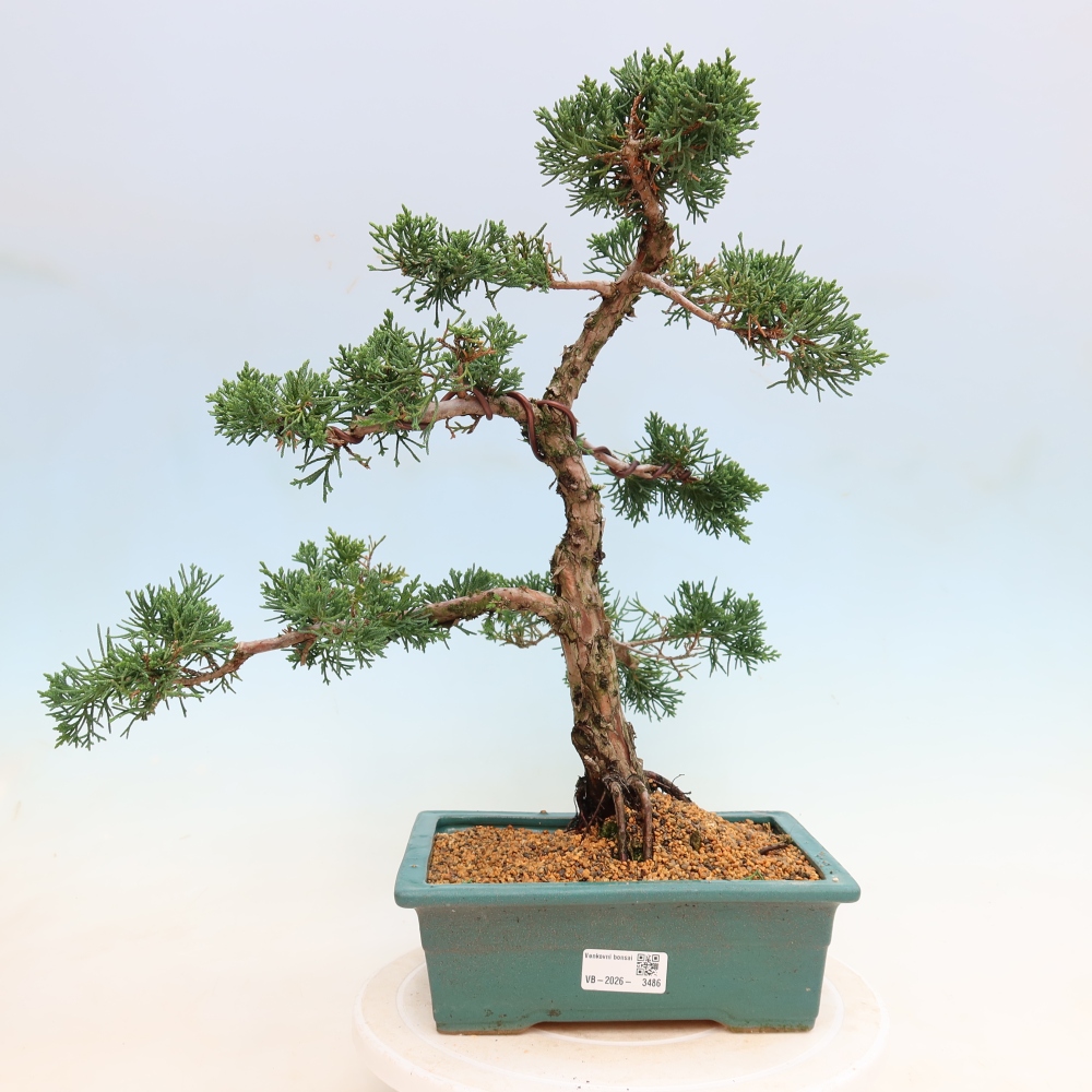 Kültéri bonsai - Juniperus chinensis Kishu