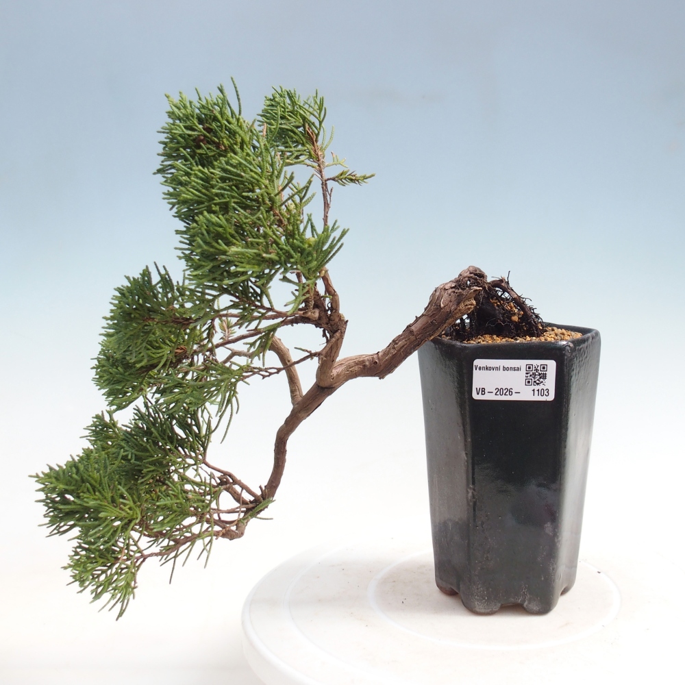 Kültéri bonsai - Juniperus chinensis Kishu