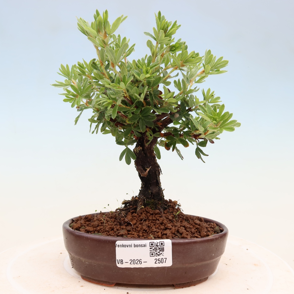 Kültéri bonsai - Potentila fruticosa