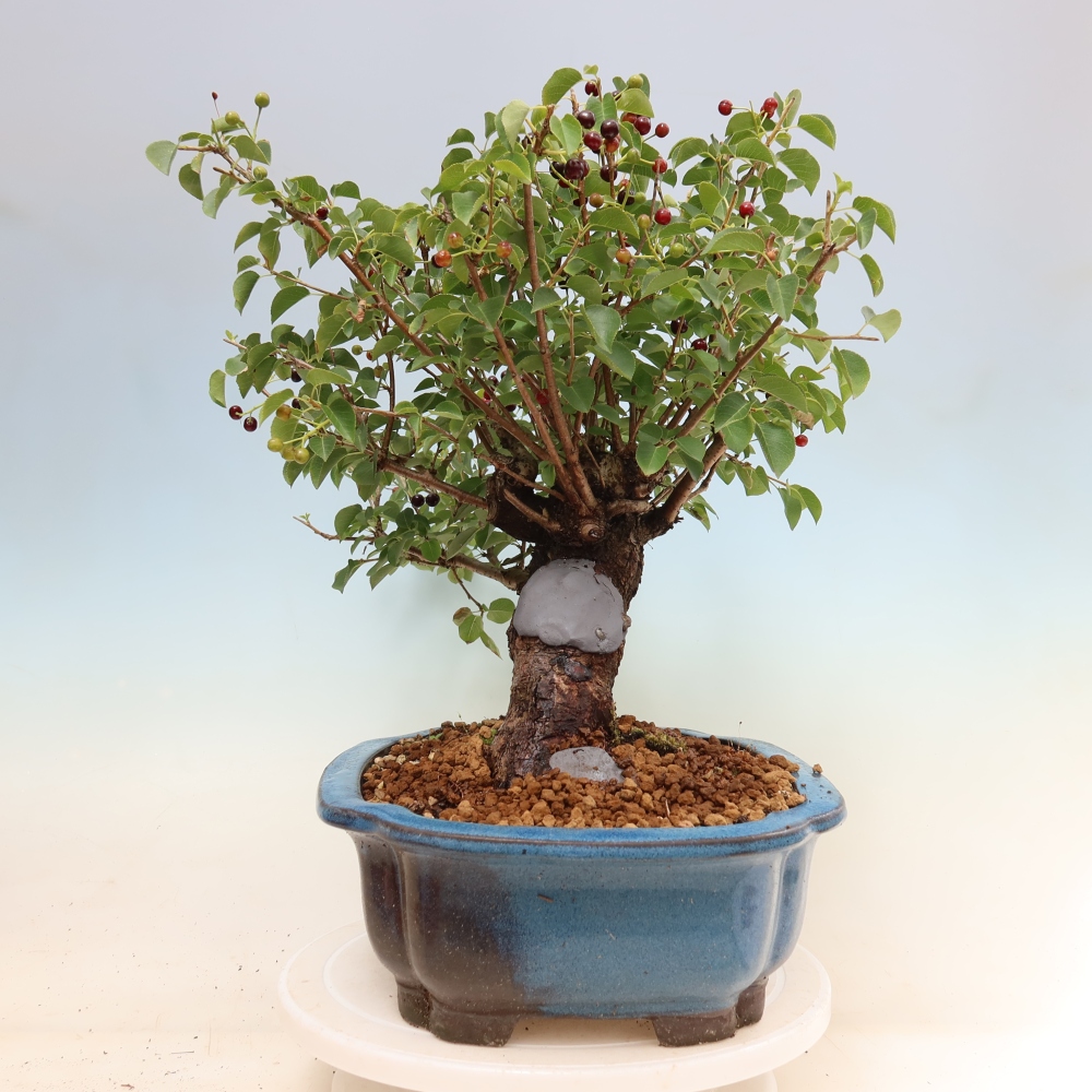 Kültéri bonsai - Mahalebka - Prunus mahaleb - Prunus mahaleb