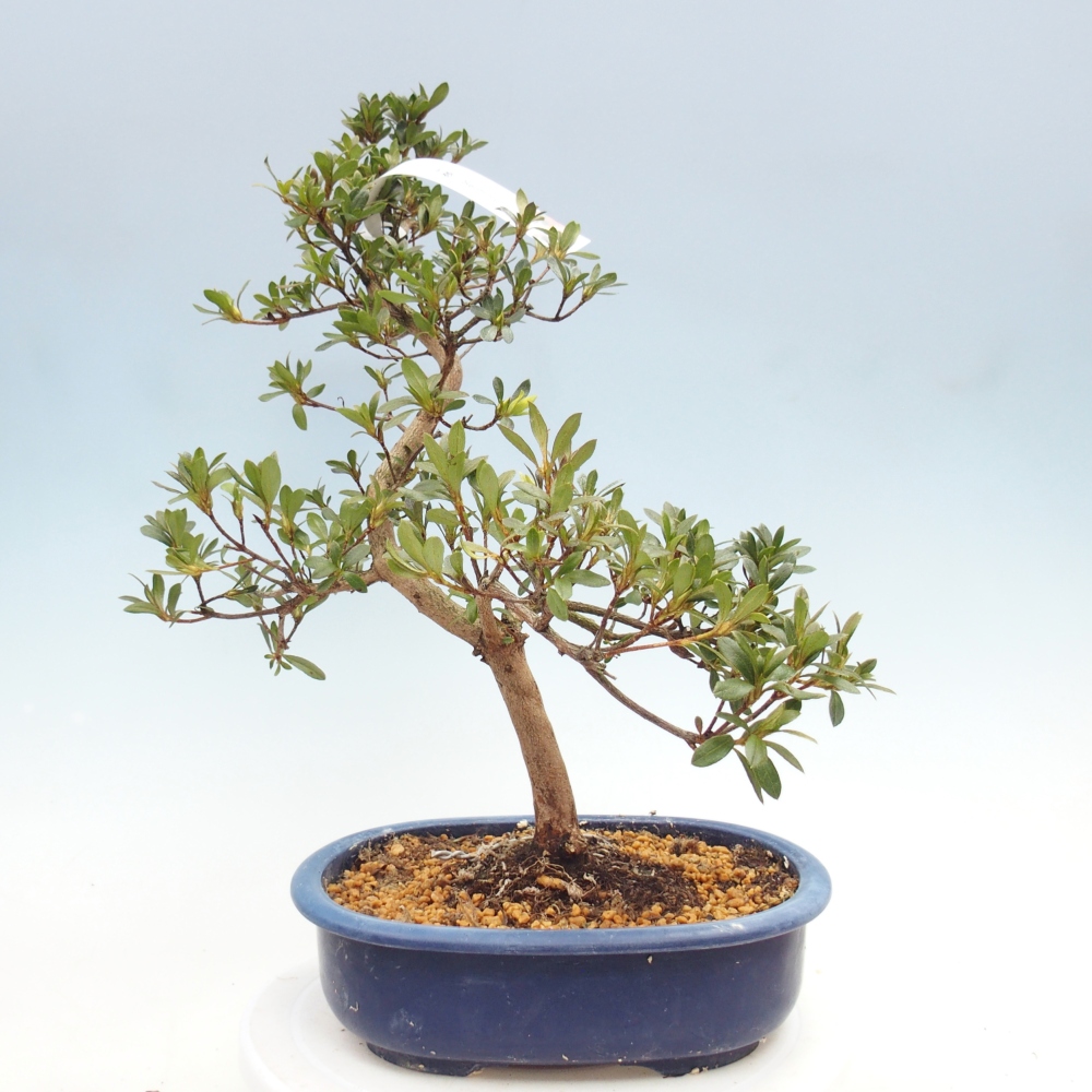 Kültéri bonsai - Japán azálea - Azalea Senhime