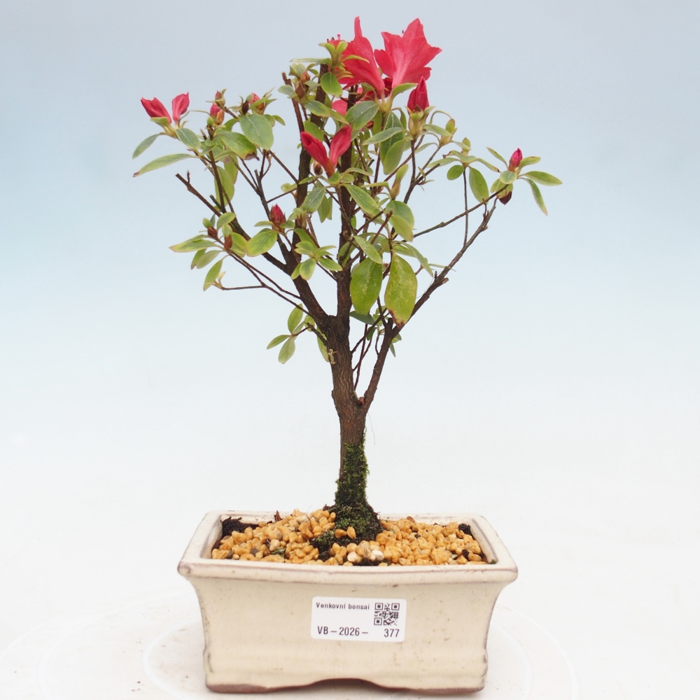 Kültéri bonsai - japán azálea - Azalea sp.