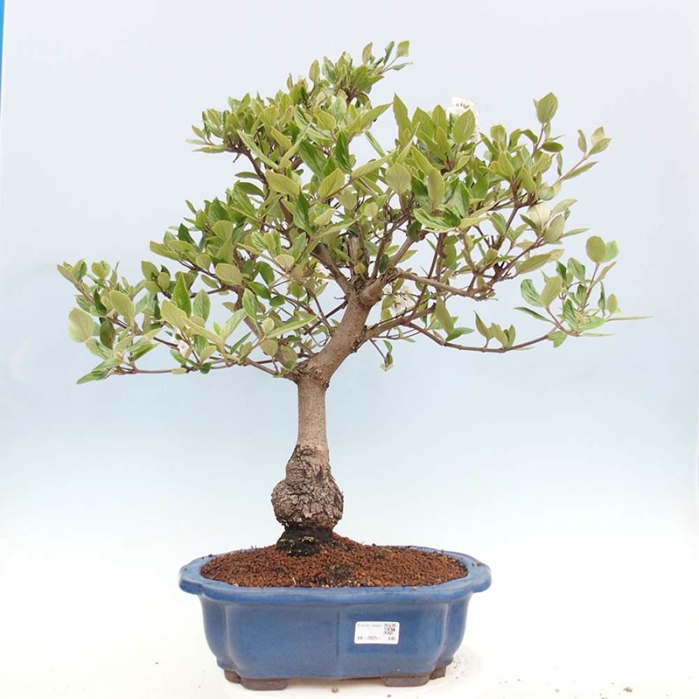 Kültéri bonsai-Kalina Bodnanská - Viburum carlesii hemsi
