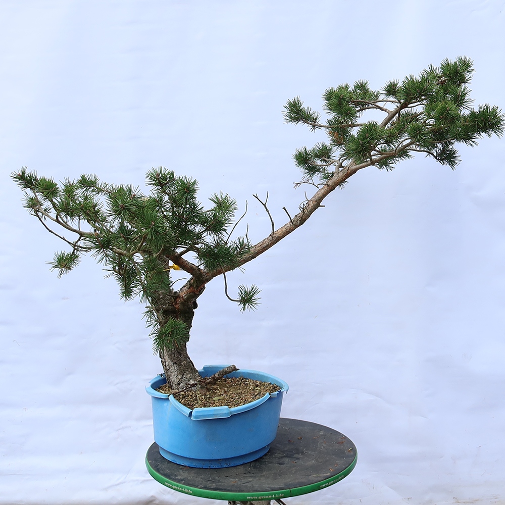 Pinus sylvestris Spanyolország – erdei fenyő