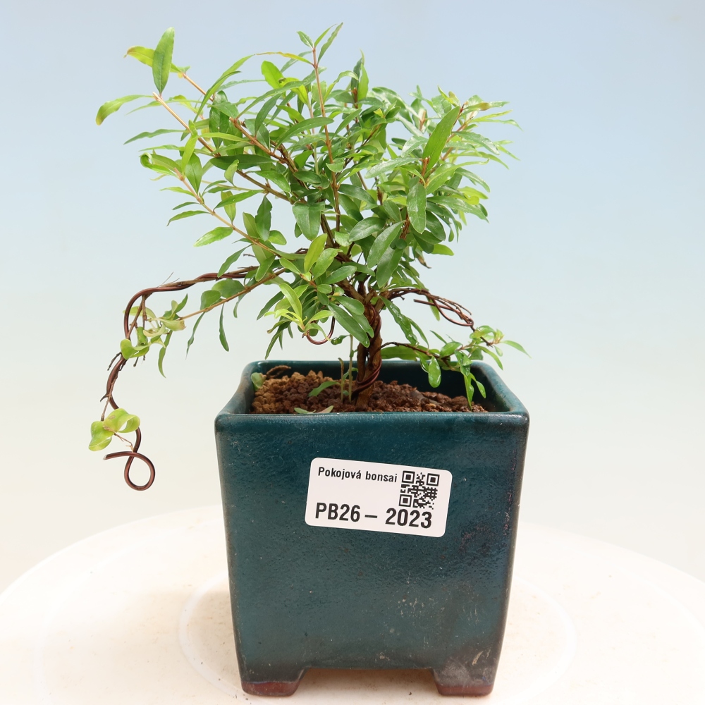 Szobai bonsai-PUNICA granatum nana-gránátalma