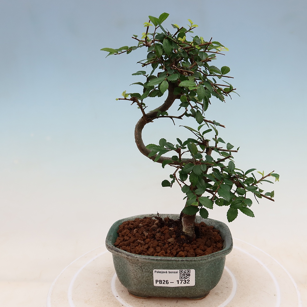 Szobai bonsai - Ulmus parvifolia - Kislevelű szilfa
