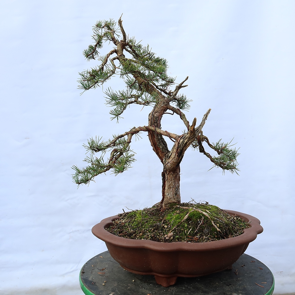 Pinus sylvestris Spanyolország – erdei fenyő
