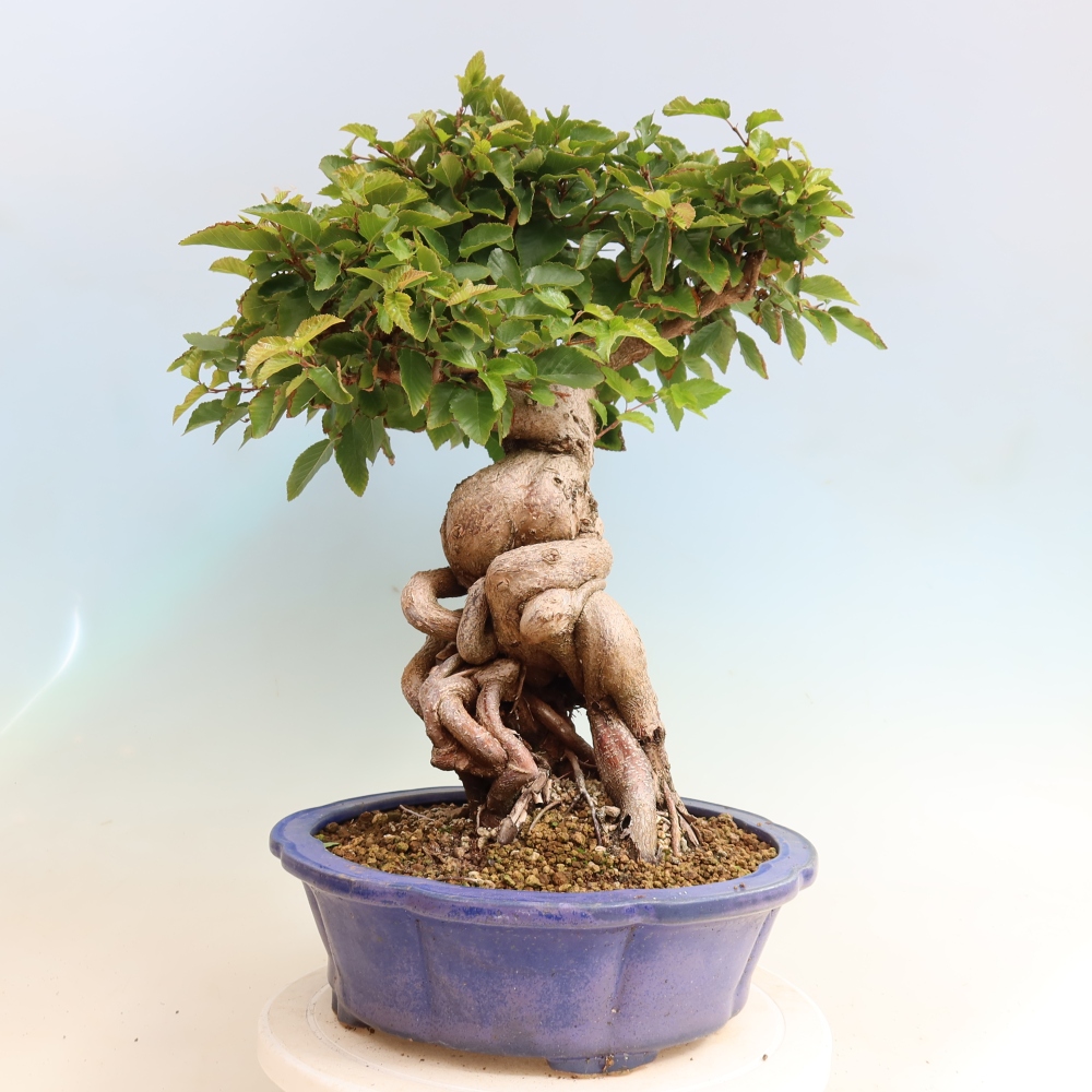 Kültéri bonsai -Carpinus CARPINOIDES - Koreai gyertyánfa