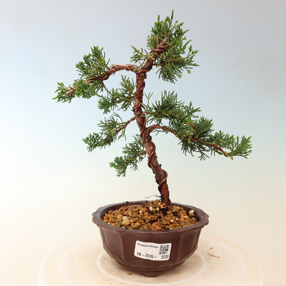 Kültéri bonsai - Juniperus chinensis Kishu