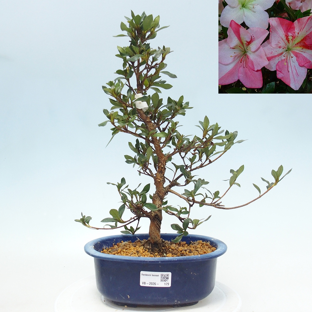 Kültéri bonsai - Japán azálea - Azalea Shinsei