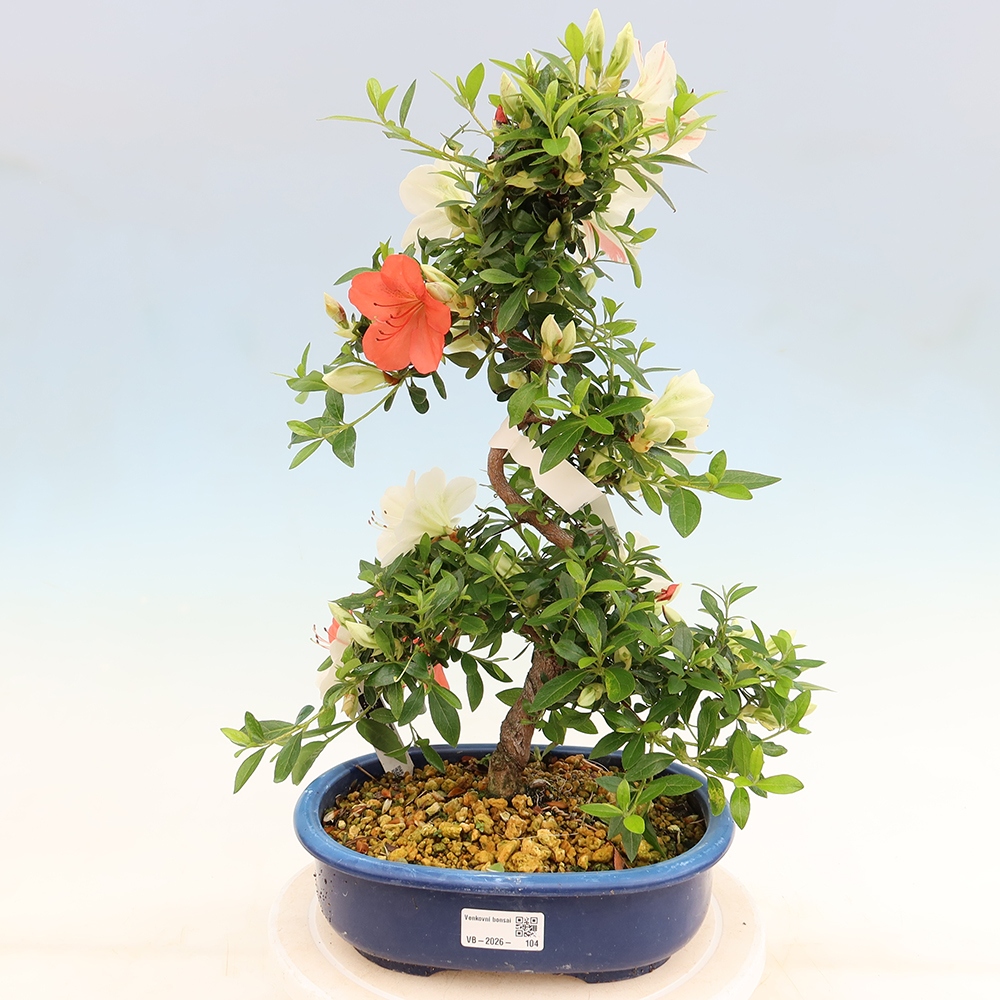 Kültéri bonsai - Japán azálea - Azálea Asahi-no-izumi