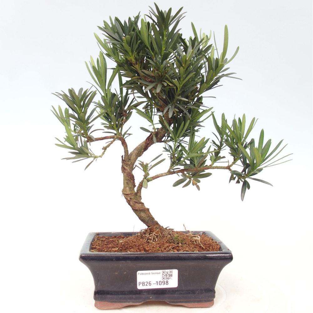 Szobai bonsai - Podocarpus - Kőtiszafa
