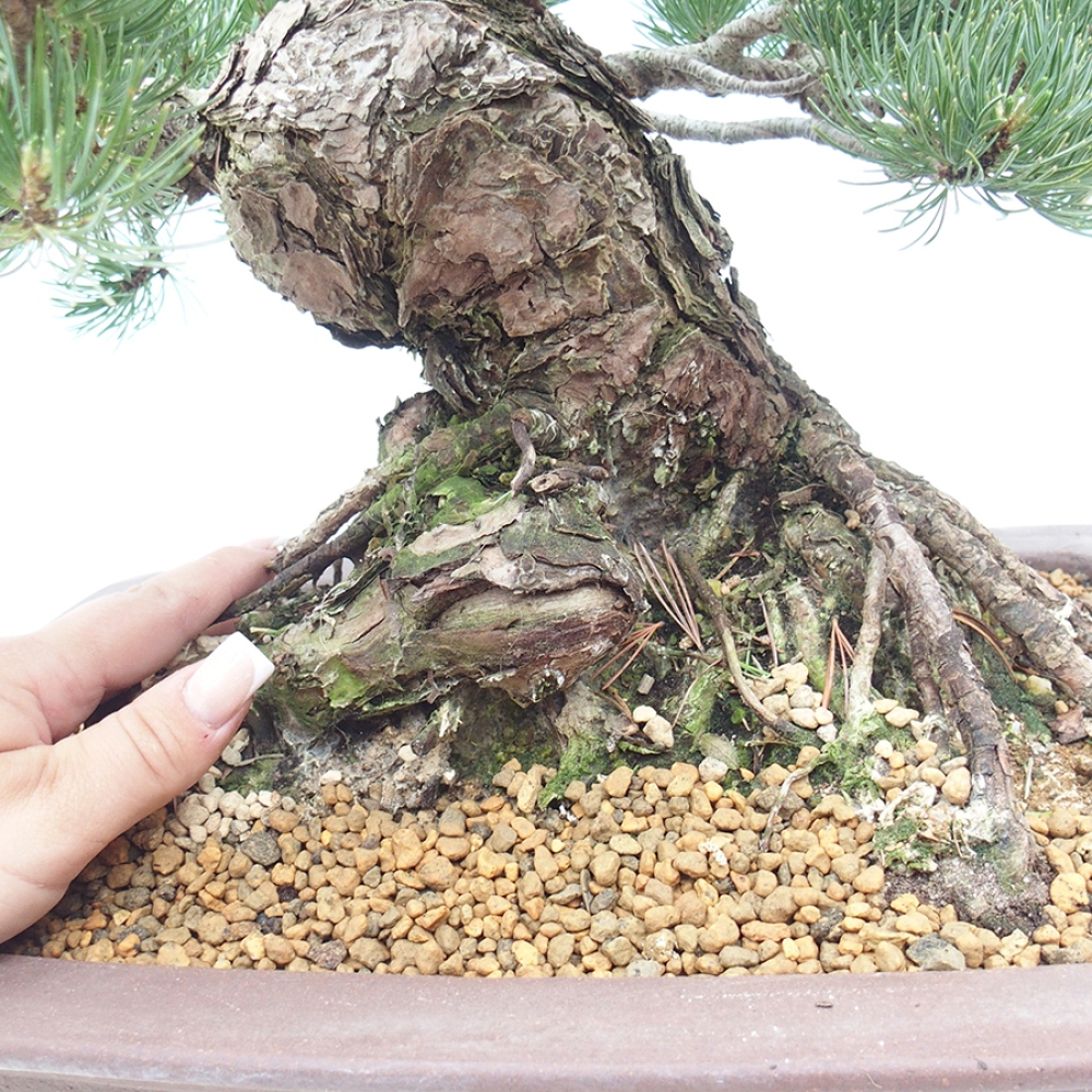 Kültéri bonsai - Pinus parviflora - Pinus parviflora