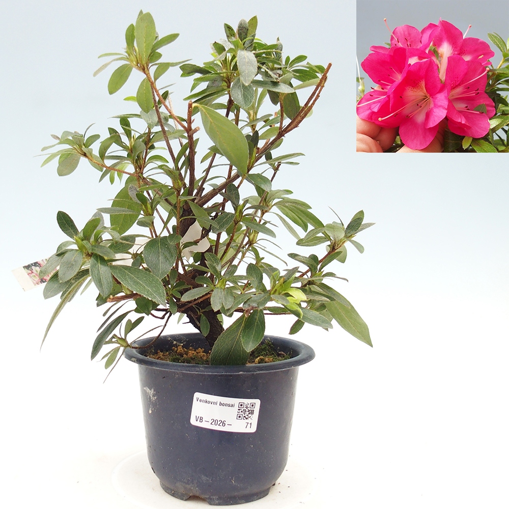 Kültéri bonsai - Japán azálea - Azalea Reiko