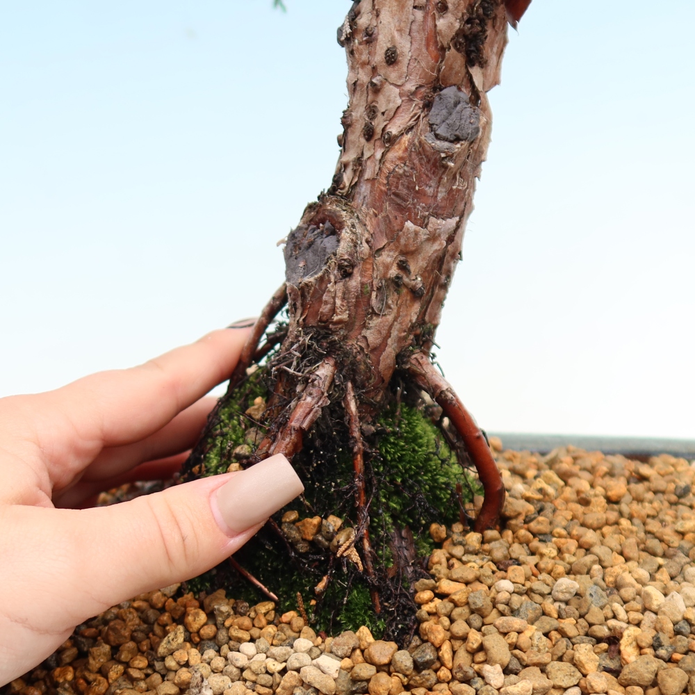 Kültéri bonsai - Juniperus chinensis Kishu