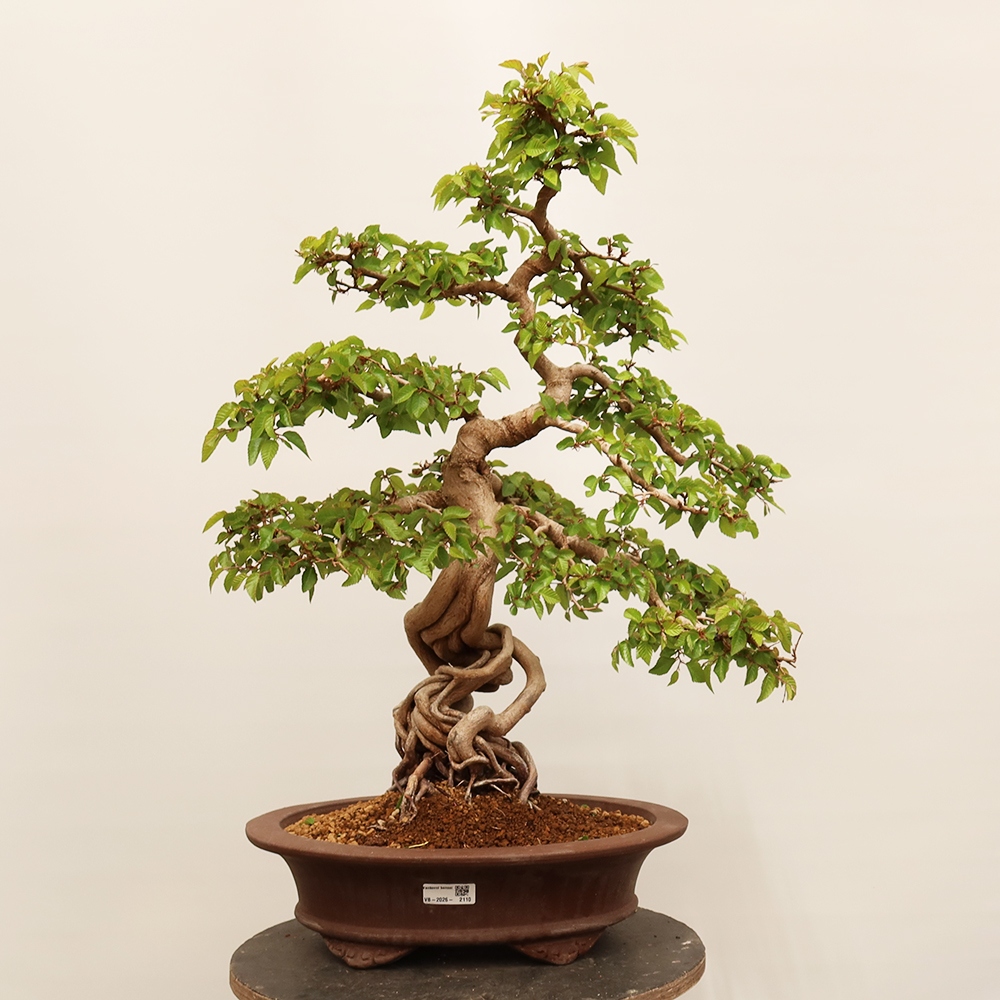 Kültéri bonsai -Carpinus Coreana - Koreai gyertyánfa