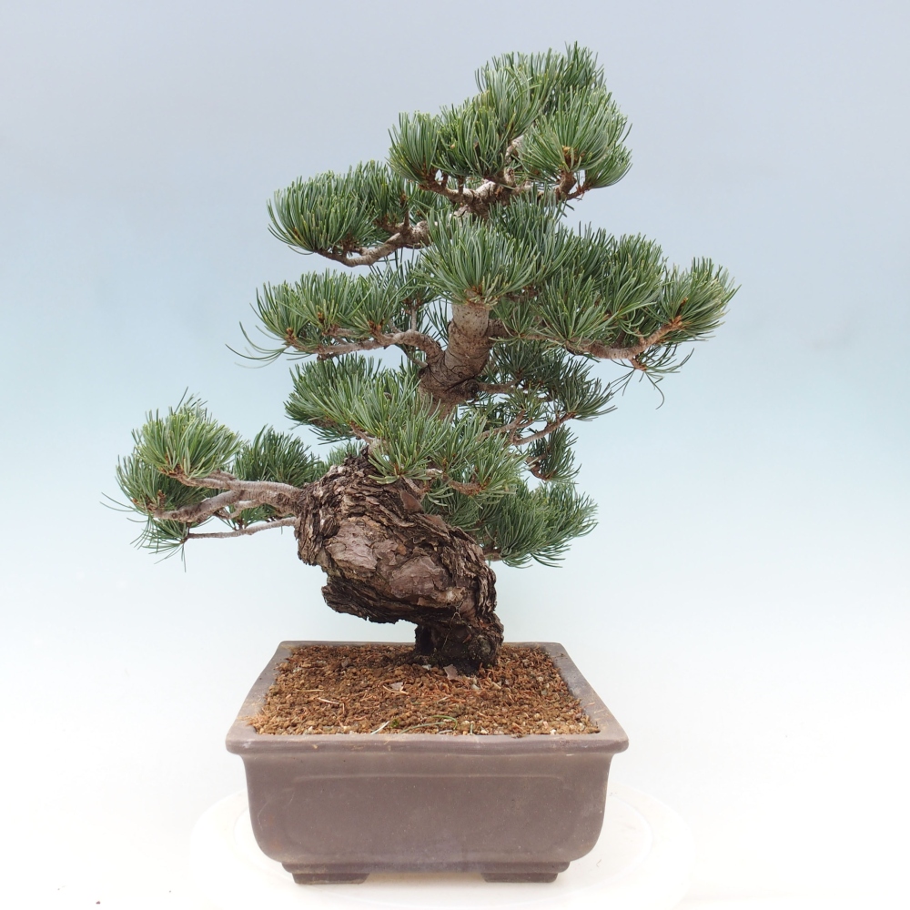 Kültéri bonsai - Pinus parviflora - Pinus parviflora
