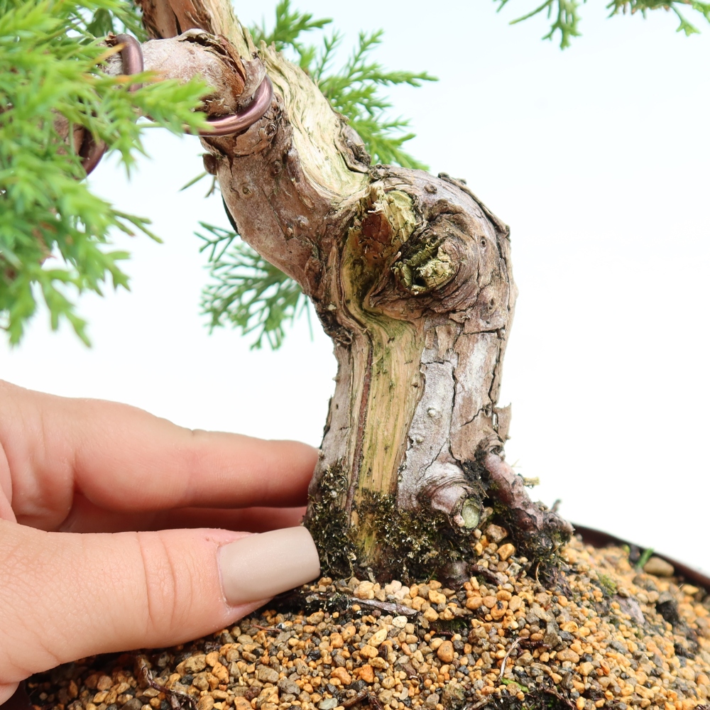 Kültéri bonsai - Juniperus chinensis Itoigawa-Juniperus chinensis