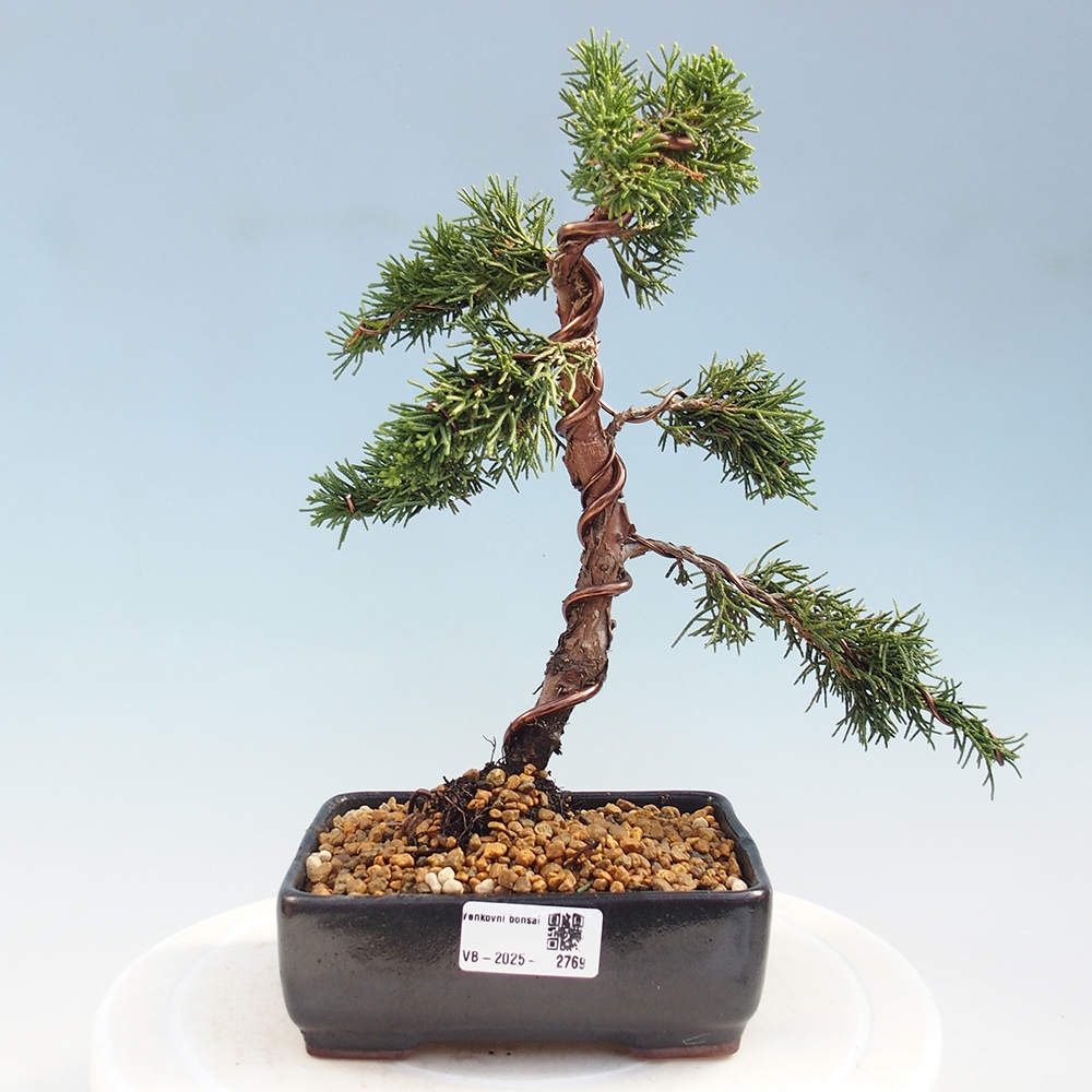 Kültéri bonsai - Juniperus chinensis Kishu