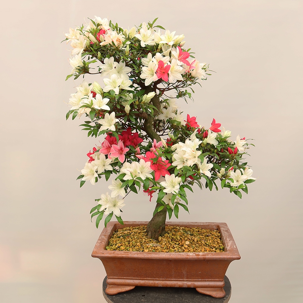 Kültéri bonsai - japán azálea - Azálea CHIHIRO