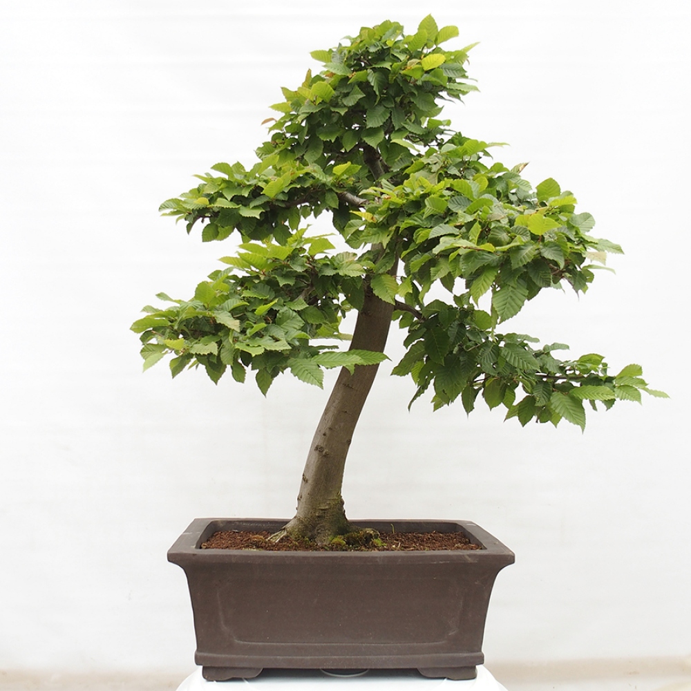 Kültéri bonsai - gyertyán - Carpinus betulus