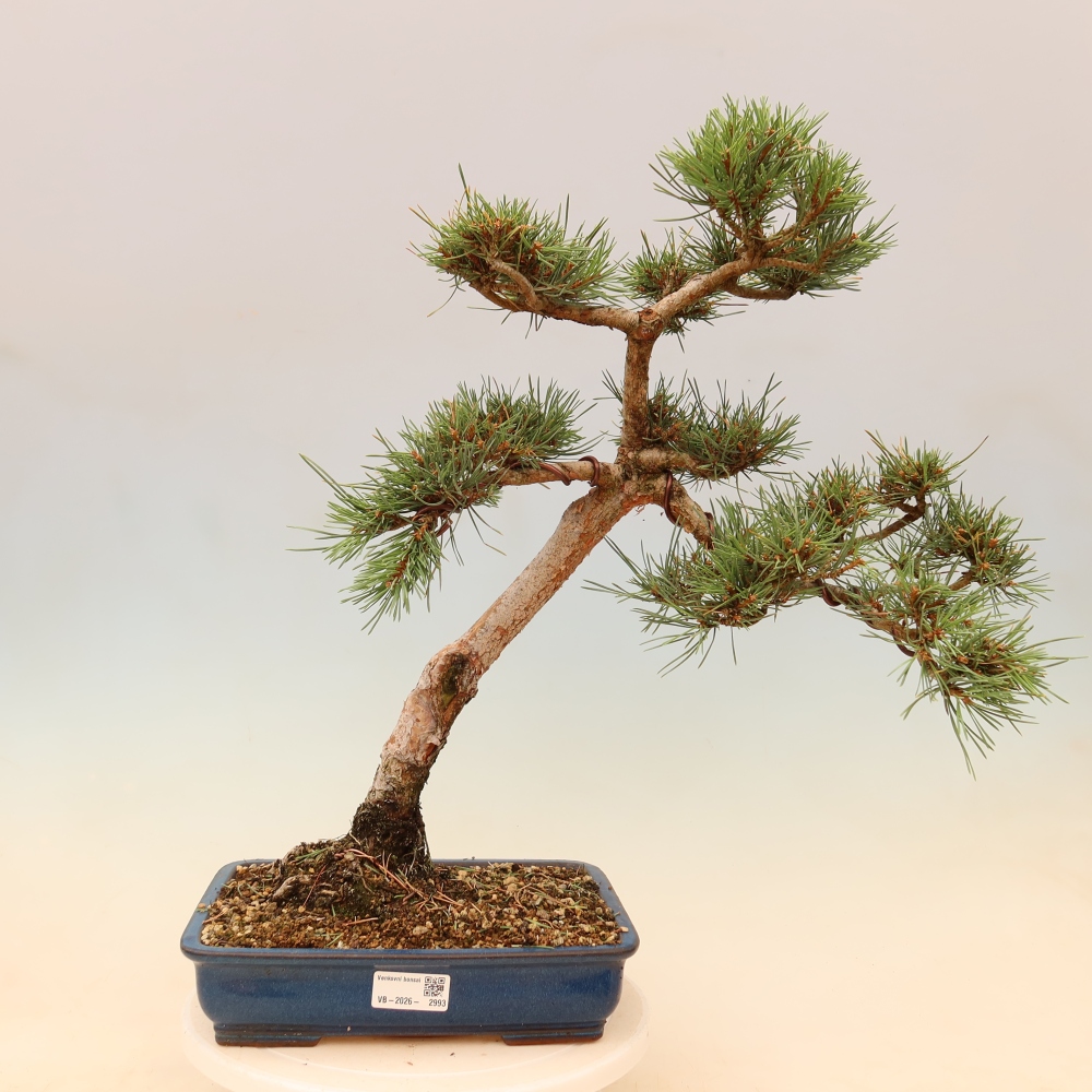 Kültéri bonsai - Pinus Sylvestris Watererri - erdeifenyő